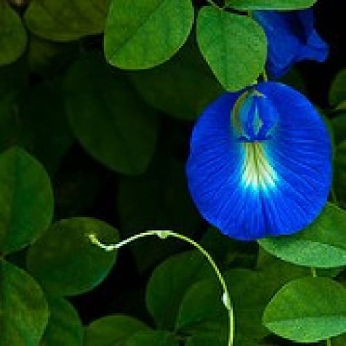 بذور متسلقة الشاي الأزرق - Clitoria ternatea