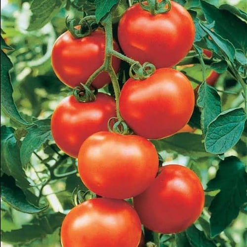 بذور طماطم ( Solanum lycopersicum )