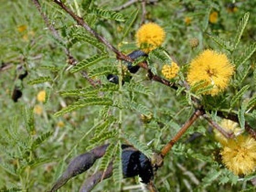 بذور طلح الفتنه ( Acacia farnesiana )