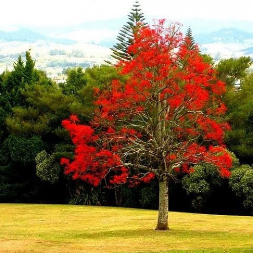بذور شجرة استركوليا لوريدا ( Brachychiton discolor...