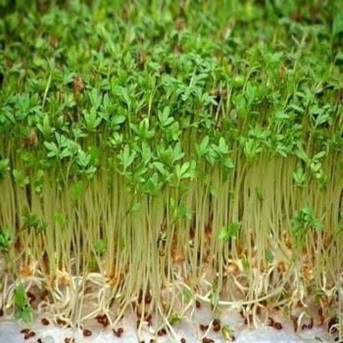 بذور حب الرشاد ( LEPIDIUM SATIVUM )