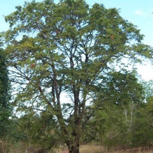 بذور شجرة تمر هندي جملة ( Tamarindus indica )