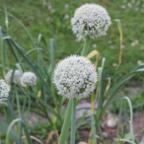 بذور بصل أحمر ( Allium cepa )