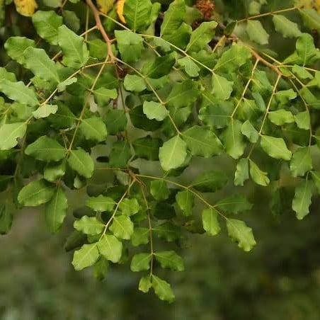 بذور الخروب - Ceratonia siliqua