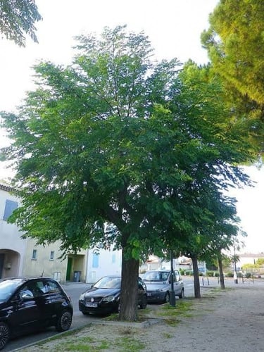 بذور شجرة الزنزلخت ( Melia azedarach )