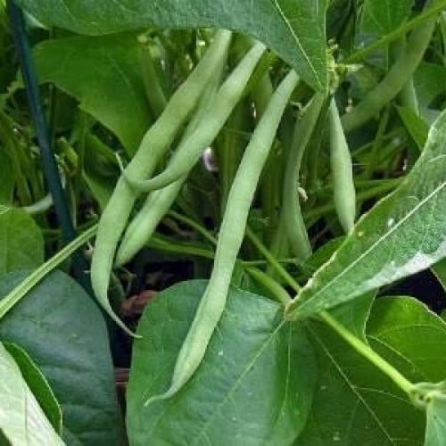 بذور لوبيا ( vigna )