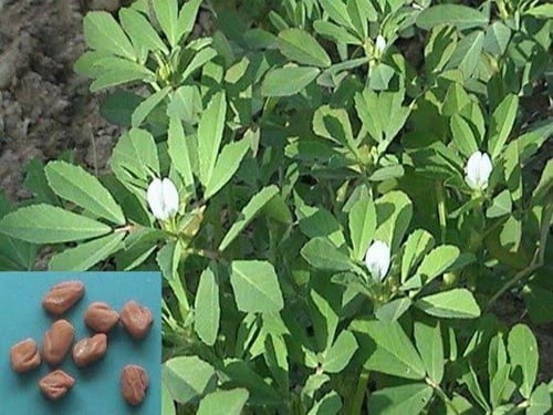 بذور الحلبة ( Trigonella foenum-graecum )