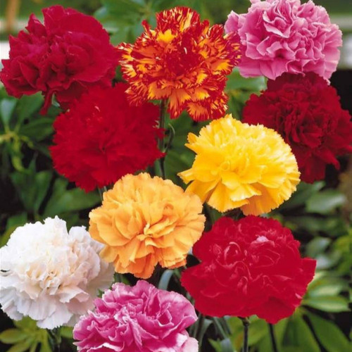 بذور قرنفل ملون ( Dianthus )