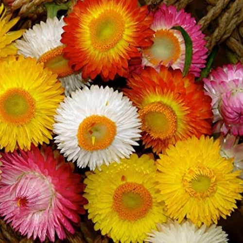 بذور زهرة الخلود ( Xerochrysum bracteatum )