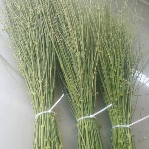 بذور شجيرة المرخ ( Leptadenia pyrotechnica )