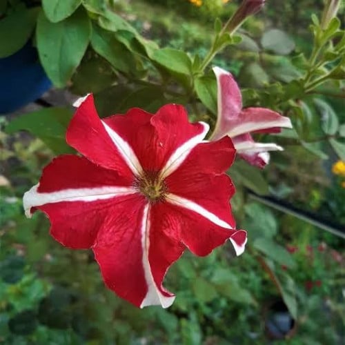 بذور بتونيا قزمي متراص النجمة البيضاء الحمراء ( Pe...