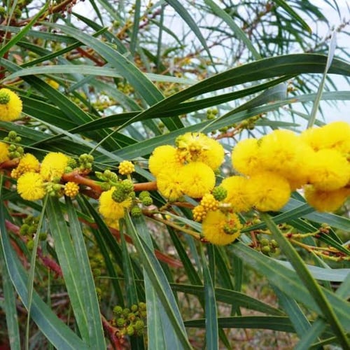 ‫بذور شجرة الطلح الاسترالي - سنط سكلوسبرما‬ ( Acac...