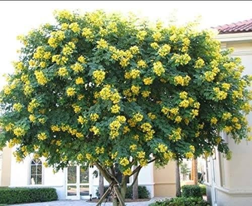 بذور شجيرة كاسيا‬ ‫جلوكا ( Cassia glauca )