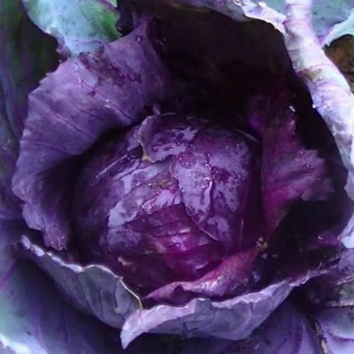 بذور ملفوف أرجواني ( Brassica oleracea var. capita...