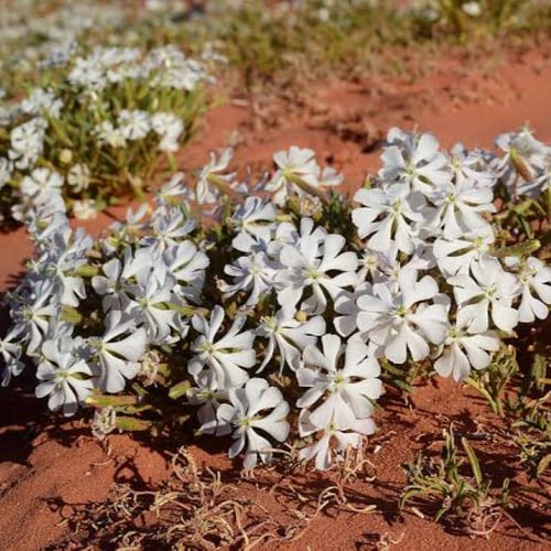 بذور عشبة التربة النفود ( silene villosa )