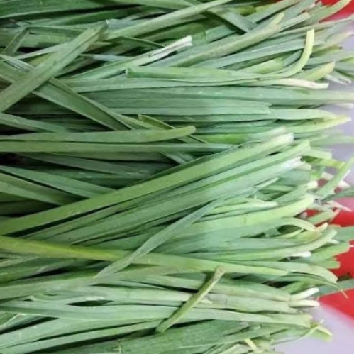 بذور الكراث ( Allium ampeloprasum )