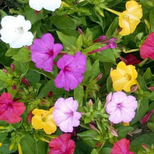 بذور زهرة جميلة في الليل ( Mirabilis jalapa )