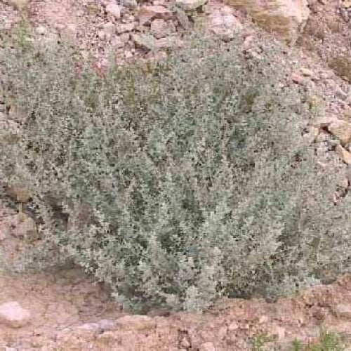 بذور عشبة القطف او الرغل الأبيض ( Atriplex Leucocl...