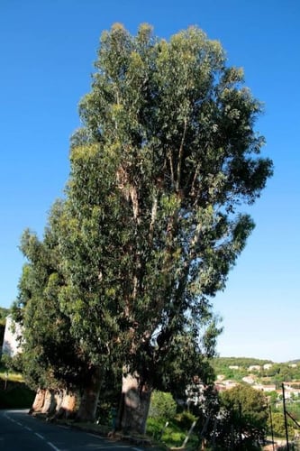 بذور شجرة الكين ( Eucalyptus )