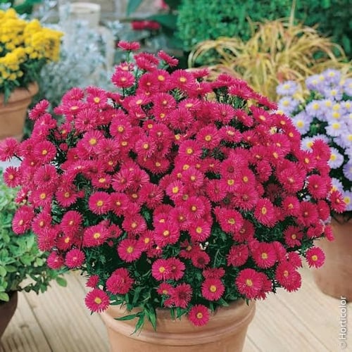 بذور زهرة أستر ( Aster )