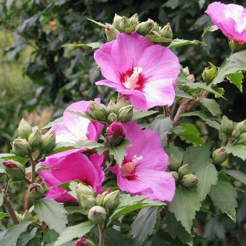 بذور زهرة الخطمي مخلوط ( Hibiscus )