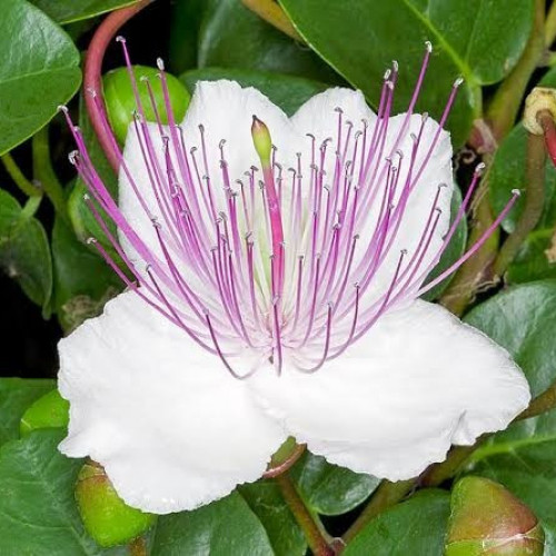 بذور عشبة الشفلح ( Capparis spinosa )