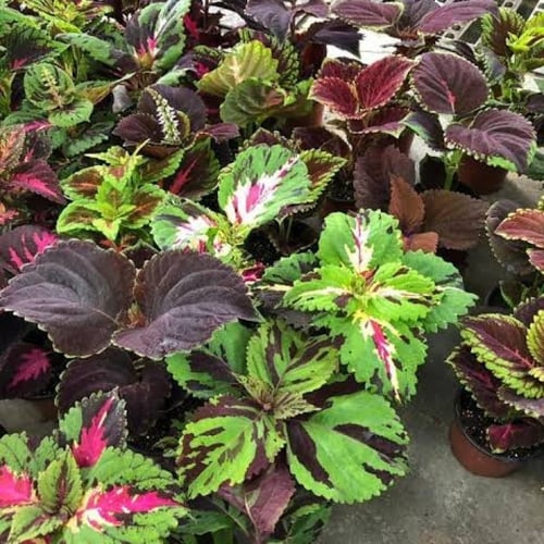 بذور زهرة سجاد مخلوط ( Coleus Blumei )