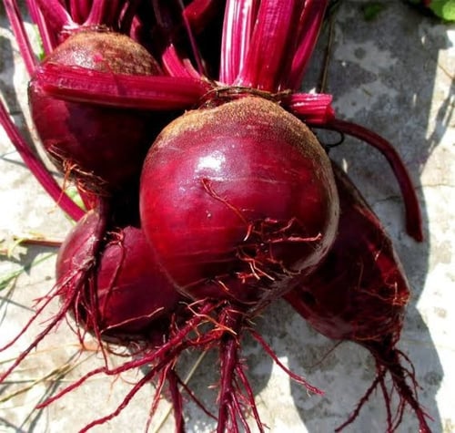 بذور نبات بنجر - الشمندر ( beta vulgaris )