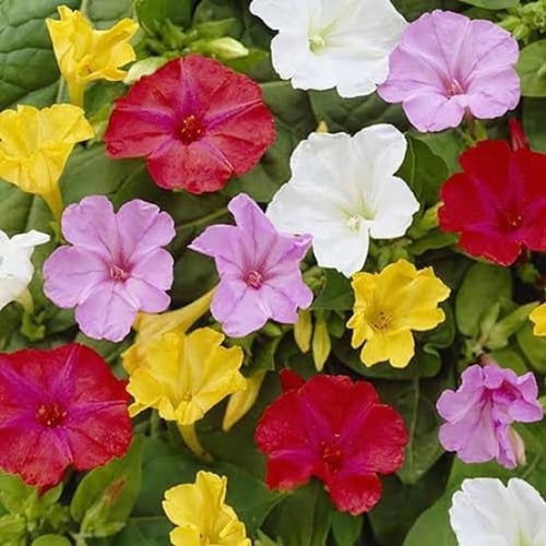 بذور زهرة جميلة في الليل ( Mirabilis jalapa )