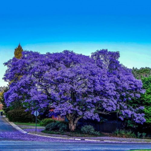 بذور شجرة الجاكرندا البنفسجية ( Jacaranda mimosifo...
