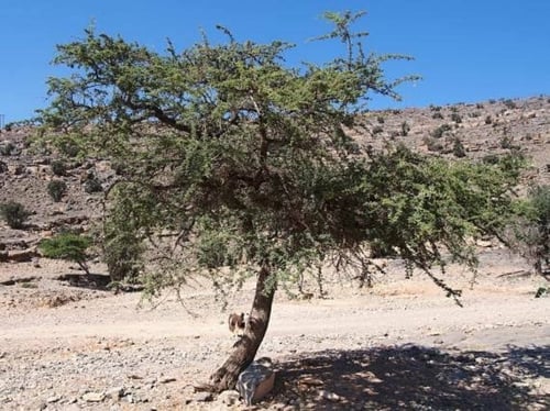 بذور شجرة الطلح النجدي ( Acacia gerrardii )