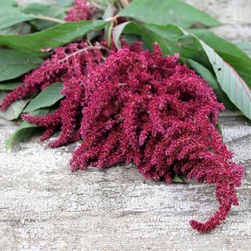 بذور أمرنتس أحمر ( Amaranthus cruentus )