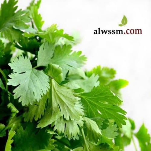 بذور الكزبرة (Coriandrum sativum)