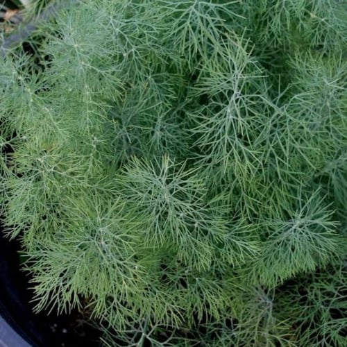 بذور نبات الشبت ( Anethum graveolens )