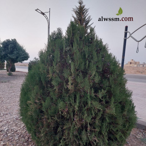 بذور شجرة الثويا ( Thuja Orientalis )