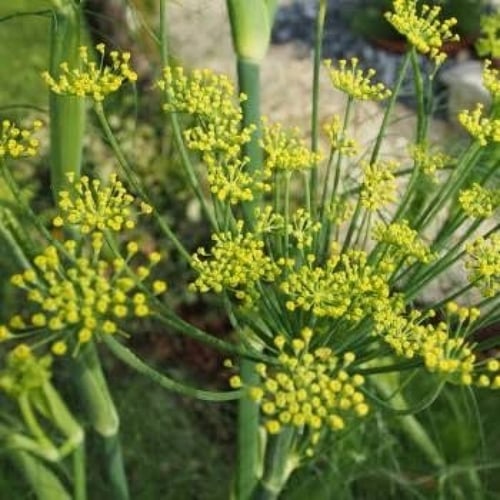 بذور نبات الشمر أو الشمرة ( Foeniculum vulgare )