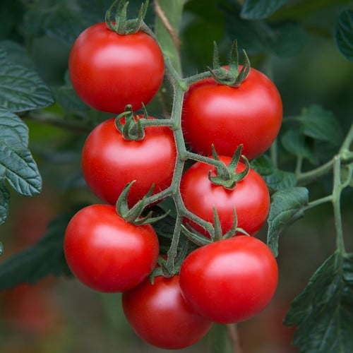 بذور طماطم شيري أحمر ( Solanum lycopersicum )