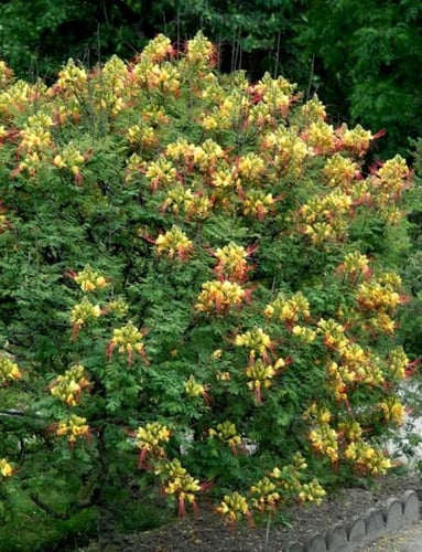 بذور شجيرة سيسالبينيا أو شوارب الملك ( Caesalpinia...