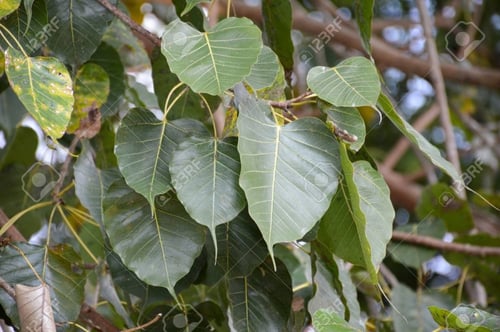 بذور فيكس لسان العصفور - Ficus religiosa