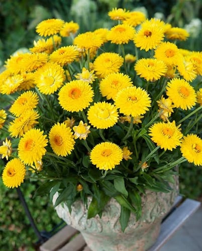 بذور زهرة الخلود ( Xerochrysum bracteatum )