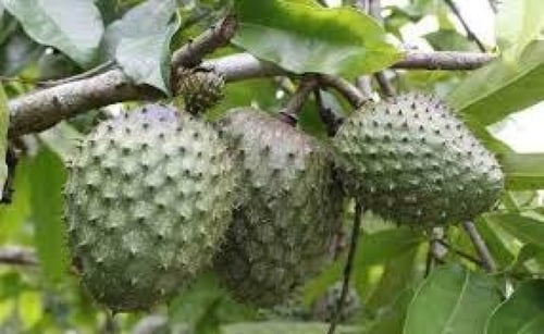 بذور فاكهة القشطة ( Annona sp )