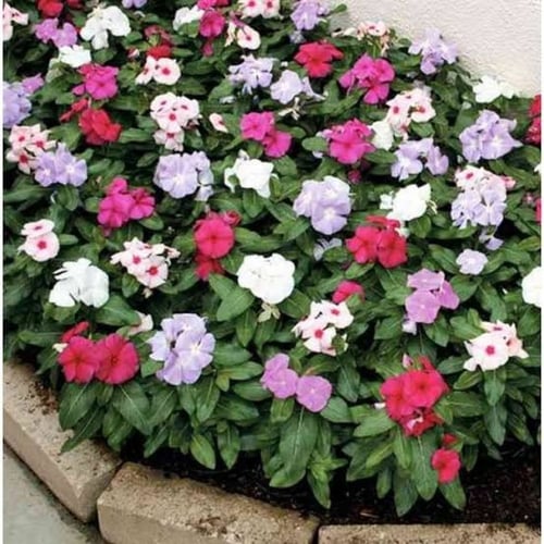 بذور زهرة البفته مخلوط ( Vinca Rosea )