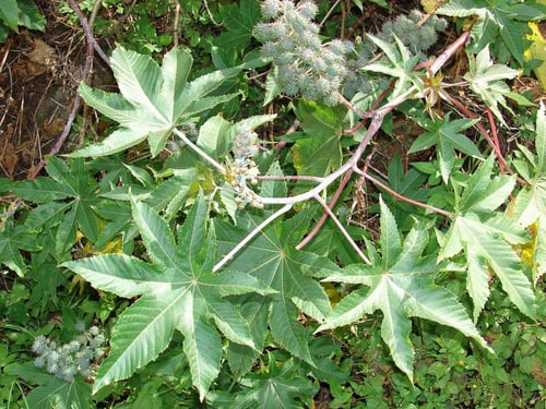 بذور الخروع ( Ricinus communis )