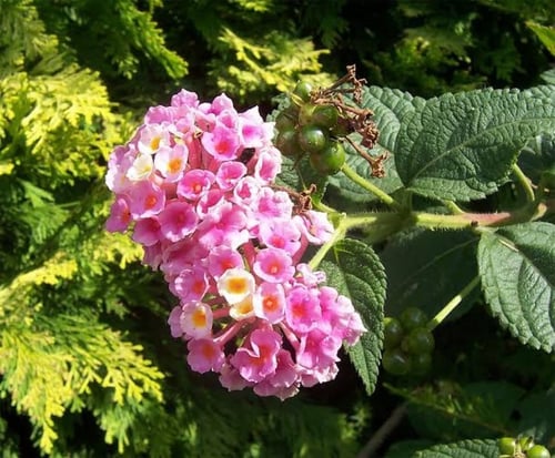بذور شجيرة لانتانا كامارا الملونة ( Lantana camara...