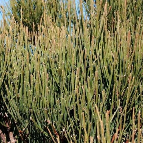 بذور العلندى الصفراء-العدام الأصفر ( Ephedra trans...