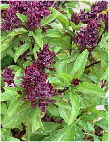 بذور الريحان ( Ocimum basilicum )