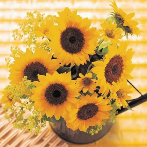 بذور زهرة دوار الشمس ( Helianthus annuus )