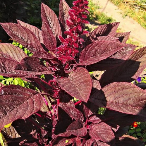 بذور أمرنتس أحمر ( Amaranthus cruentus )