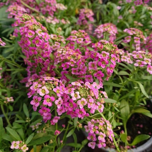 بذور زهرة الأليسم ( Lobularia maritima )