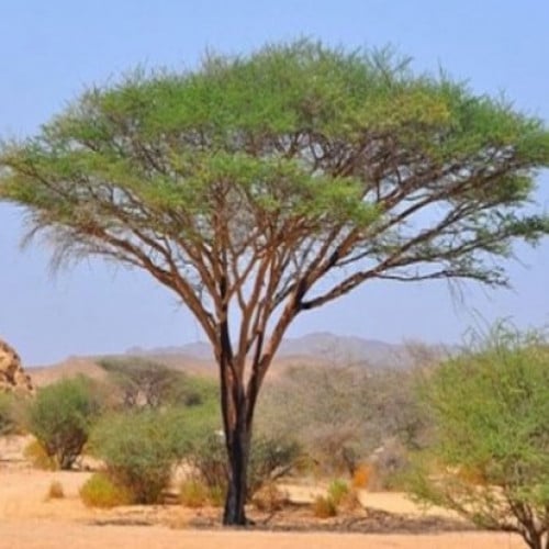 بذور شجرة السلم ( Acacia ehrenbergiana )
